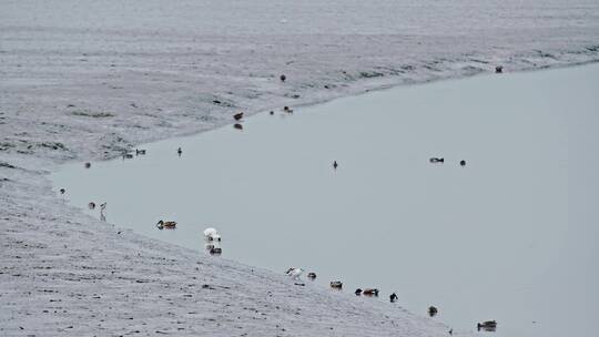 深圳湾鸟类栖息地自然风光视频