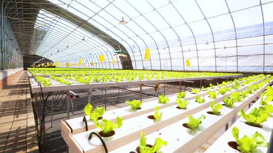 现代农业温室大棚水培蔬菜