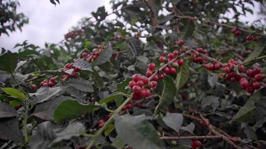 咖啡种植生产基地