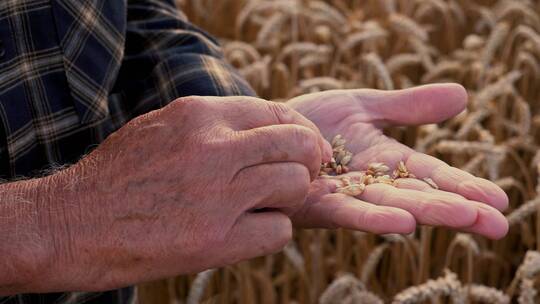 农民在检查麦子的状况