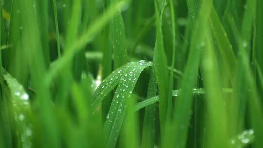 大雨冲刷禾苗绿叶