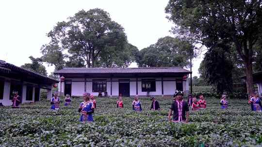 相机4K高清摄云南普洱茶博园佤族歌舞表演