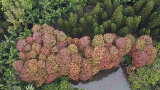 广州华南植物园航拍视频素材模板下载