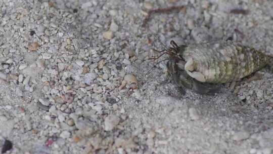 一只螃蟹慢慢地从壳里出来，穿过沙滩走开了。镜头稳定了。