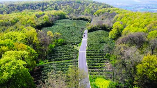 春季风景茶山茶园茶叶春茶4K航拍