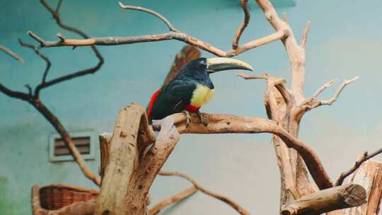 黑颈Aracari，鸟，喙，树枝