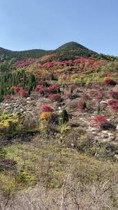 济南捎近村，秋天满山红叶成近郊游