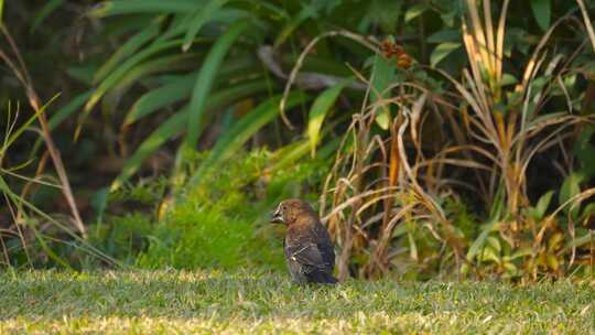 一只奇异的小鸟咀嚼着种子，在草地上跳来跳去，厚嘴织布工。