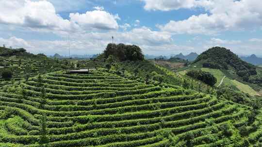 航拍绿色生态有机高山茶园