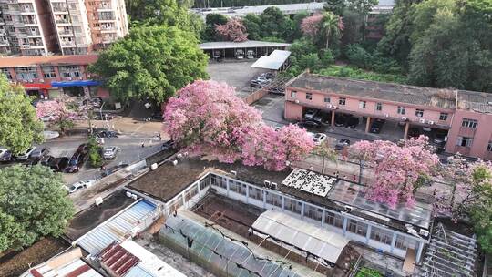 中国广东省广州市天河区华南师范大学异木棉