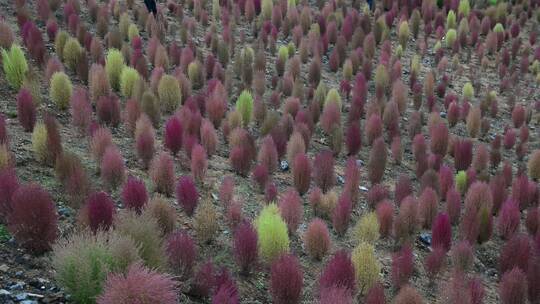 浪漫的乡村振兴植物植被地肤草