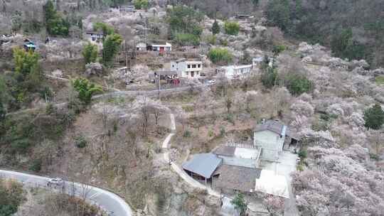 四川绵阳市平通镇梅林