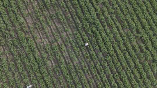 茉莉花田航拍(DJI AIR3 DLOG)