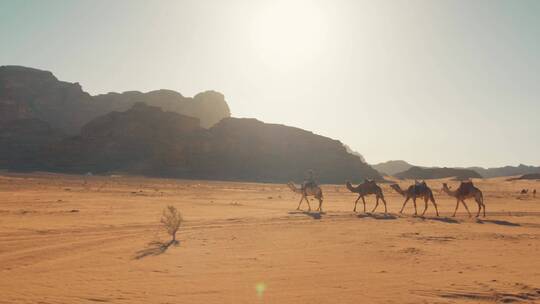 沙漠中行走的骆驼视频素材模板下载