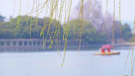 杭州西湖春天发芽的柳树