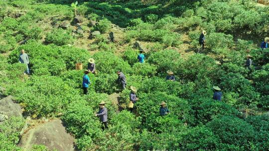 武夷山桐木关大竹岚野茶采摘