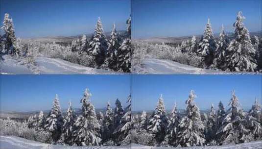 冬天山顶上的雪松树高清在线视频素材下载