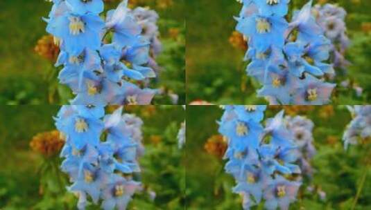 特写蓝色花朵视频高清在线视频素材下载