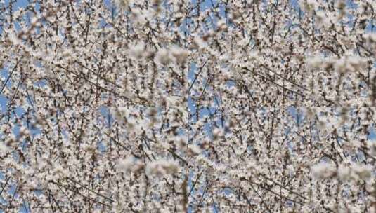 盛开的山桃花高清在线视频素材下载