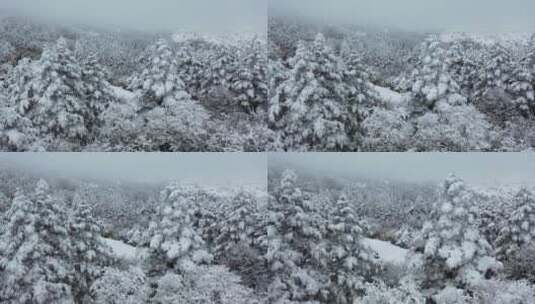 航拍湖北神农架冰雪雪松雪景高清在线视频素材下载