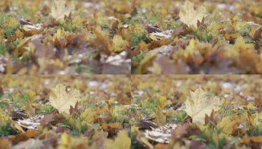 草地上落叶的跟踪拍摄高清在线视频素材下载