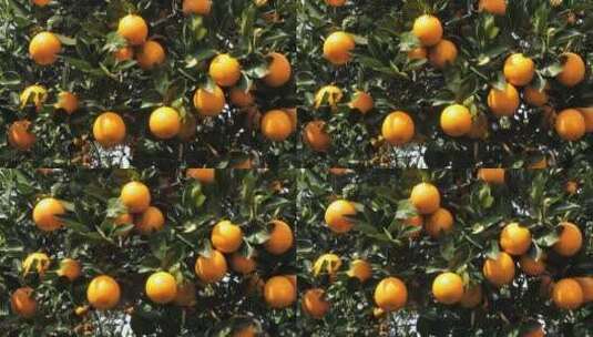 橘子成群结队挂在树上高清在线视频素材下载