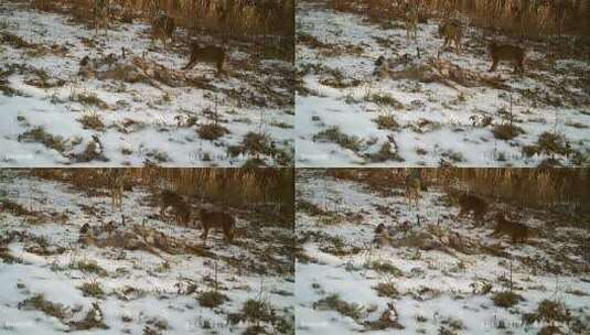 郊狼和山猫在野外的雪地里打架高清在线视频素材下载