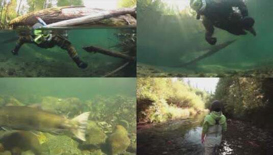 溪流中的鳟鱼和鲑鱼高清在线视频素材下载