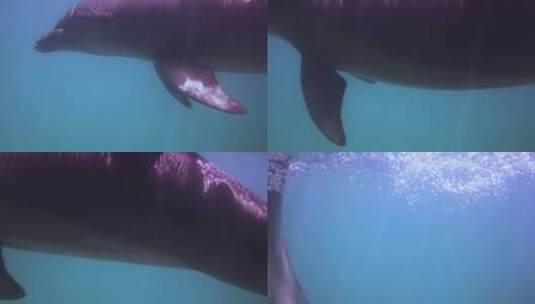 可爱的水下海豚高清在线视频素材下载