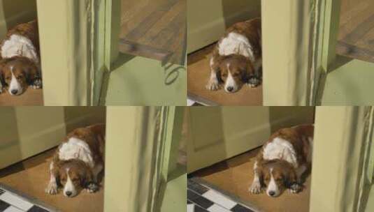 狗在门口晒日光浴的平移镜头高清在线视频素材下载