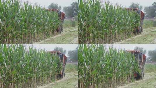 玉米收割高清在线视频素材下载