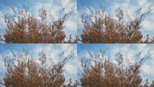 实拍蓝天下树枝树叶植物高清在线视频素材下载
