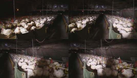 白羽鸡肉鸡养殖高清在线视频素材下载