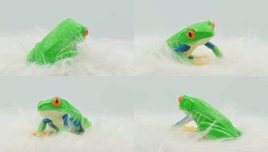 树蛙青蛙模型玩具高清在线视频素材下载