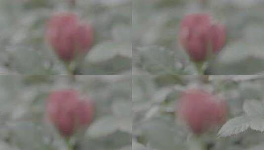 温室花卉LOG视频素材高清在线视频素材下载