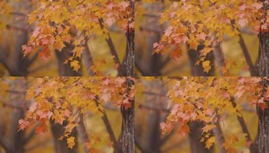 秋天秋叶美景高清在线视频素材下载