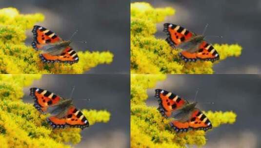 站在黄色移动的花朵上的蝴蝶高清在线视频素材下载