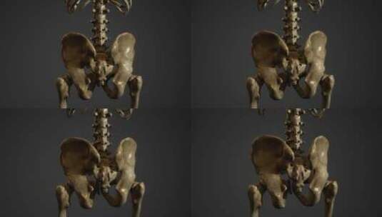 人体 骨骼 骨架 脊柱 脊椎 医学 头骨高清在线视频素材下载