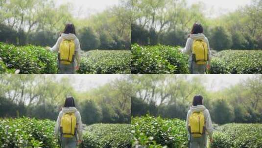 春天年轻女孩郊游茶园背包走路穿过清新茶树高清在线视频素材下载
