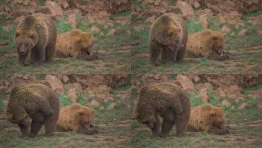 田野里的一对棕熊高清在线视频素材下载