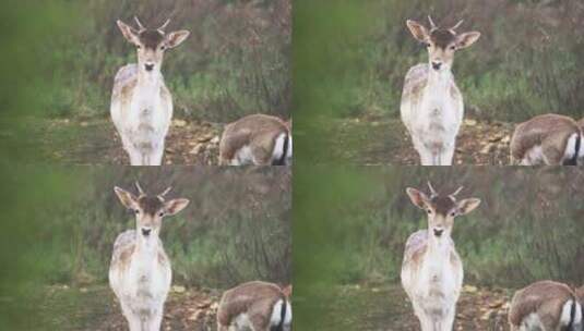 在森林里看着摄像机的鹿高清在线视频素材下载