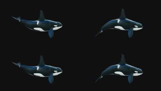 虎鲸 鲨鱼高清在线视频素材下载