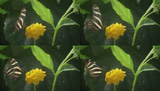 蝴蝶采花粉拍摄高清在线视频素材下载