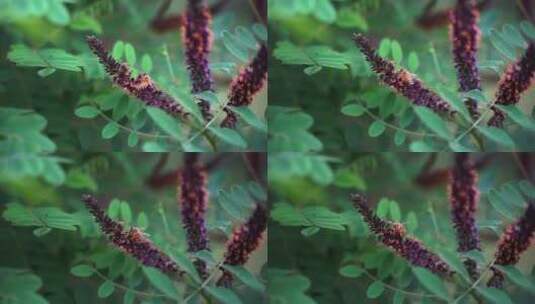 树枝花朵上的蜜蜂在飞舞采蜜高清在线视频素材下载