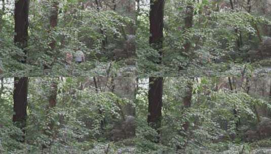 公园系列-广州花果山公园27高清在线视频素材下载