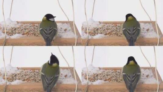冬天的小鸟高清在线视频素材下载