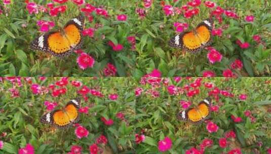 蝴蝶谷蝴蝶花朵高清在线视频素材下载