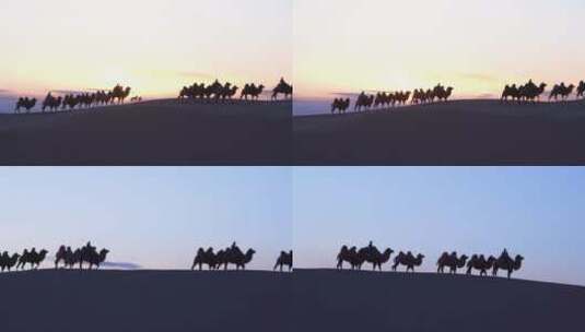 日暮下的骆驼群合集高清在线视频素材下载