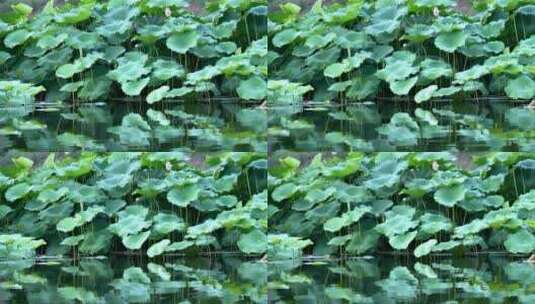 4K实拍夏季北京圆明园遗址公园盛开的荷塘高清在线视频素材下载