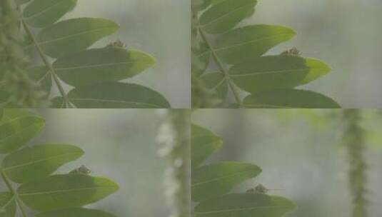 一只躲在树叶后面的椿象LOG高清在线视频素材下载